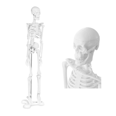 Model anatomiczny ludzkiego szkieletu 47 cm Model anatomiczny ludzkiego szkieletu 47 cm