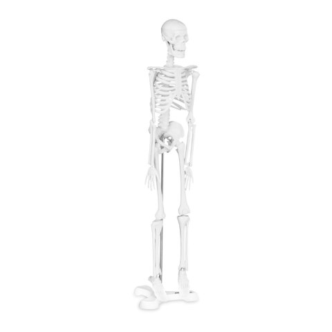 Model anatomiczny ludzkiego szkieletu 47 cm Model anatomiczny ludzkiego szkieletu 47 cm