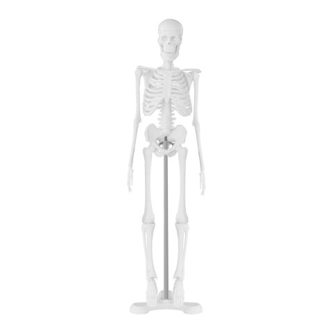 Model anatomiczny ludzkiego szkieletu 47 cm Model anatomiczny ludzkiego szkieletu 47 cm