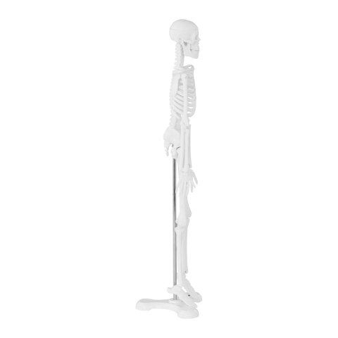 Model anatomiczny ludzkiego szkieletu 47 cm Model anatomiczny ludzkiego szkieletu 47 cm