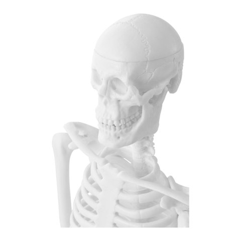 Model anatomiczny ludzkiego szkieletu 47 cm Model anatomiczny ludzkiego szkieletu 47 cm