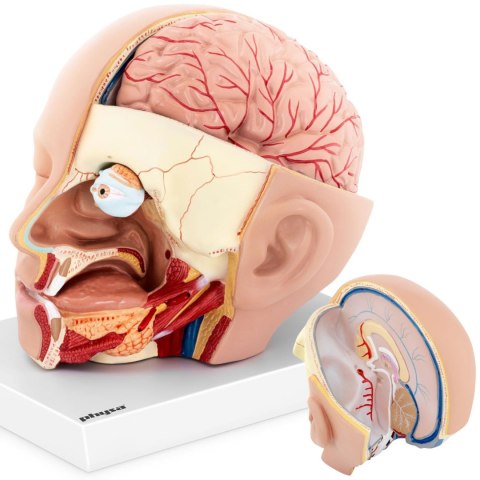 Model anatomiczny 3D głowy i mózgu człowieka skala 1:1 Model anatomiczny 3D głowy i mózgu człowieka skala 1:1