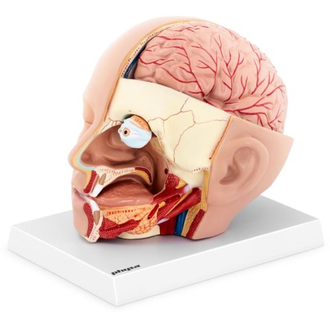 Model anatomiczny 3D głowy i mózgu człowieka skala 1:1 Model anatomiczny 3D głowy i mózgu człowieka skala 1:1