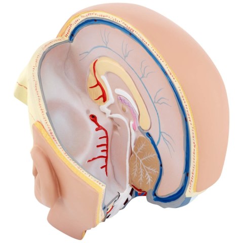 Model anatomiczny 3D głowy i mózgu człowieka skala 1:1 Model anatomiczny 3D głowy i mózgu człowieka skala 1:1