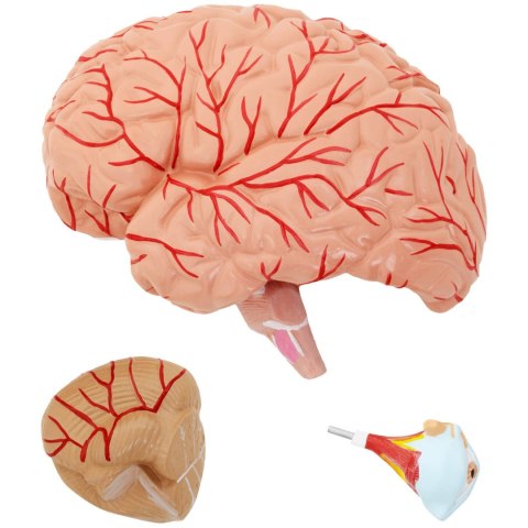 Model anatomiczny 3D głowy i mózgu człowieka skala 1:1 Model anatomiczny 3D głowy i mózgu człowieka skala 1:1