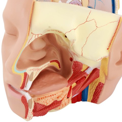 Model anatomiczny 3D głowy i mózgu człowieka skala 1:1 Model anatomiczny 3D głowy i mózgu człowieka skala 1:1