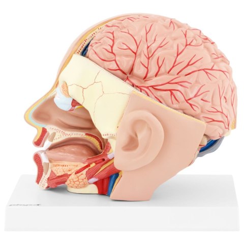 Model anatomiczny 3D głowy i mózgu człowieka skala 1:1 Model anatomiczny 3D głowy i mózgu człowieka skala 1:1