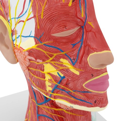 Model anatomiczny 3D głowy i szyi człowieka skala 1:1 Model anatomiczny 3D głowy i szyi człowieka skala 1:1